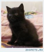 Британские  котята