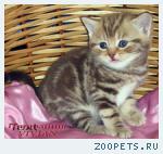 Британские мраморные котята из питомника VIVIAN.