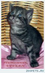 Британские дымные котята из питомника VIVIAN.