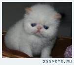 Экзотический котик