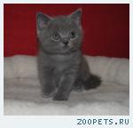 Элитные Британские котята