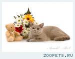 Британские котята голубые и лиловые.