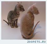 КОРНИШ-РЕКС кудрявые котята