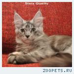 Котята породы мейн-кун от Чемпиона Мира