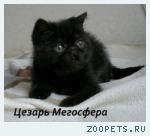 Экзотический плюшевый котик