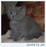 Элитные Британские котята