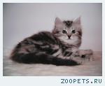 Сибирские котята