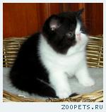 экзотические котята - персы с короткой шубкой