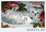 Британские котята вискас из питомника VIVIAN.