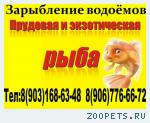 прудовая рыба для зарыбления