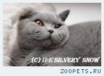 Котята британские голубые.