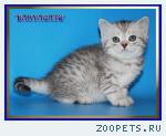 Британские котята из питомника Daryacats