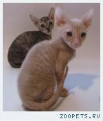 КОРНИШ-РЕКС кудрявые котята