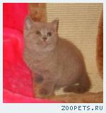 Британские котята лилового окраса