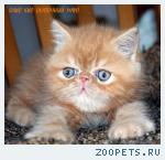 Экзотические породистые котята