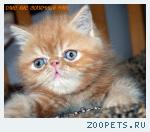 Экзотические породистые котята