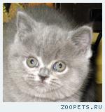 Продаю британских котят