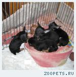русского той-терьера щенки