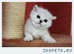 Продаются британские котята серебристые шиншиллы