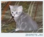 Британские котята 1,5 мес. из п-ка "Silver Blossom".