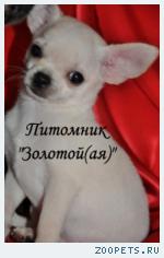 Чихуахуа Щеночки разных окрасов