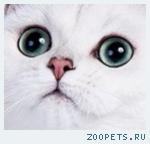Котята - британская шиншилла