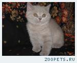 Чистокровный британский котенок
