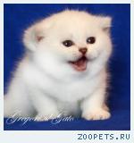 Британские серебристые и золотые котята шиншиллы