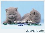 Котята британские голубые.