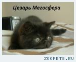 Экзотический плюшевый котик