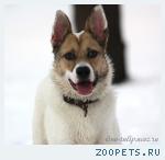 Ласковый, добрый, веселый, смышленый пес Винсент в дар, в добрые