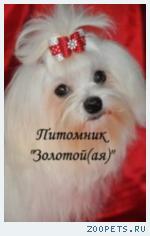 Мальтезе, Мальтийская болонка Щенки Мини и стандарт