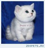 Британские серебристые и золотые котята шиншиллы