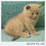 Британские котята лилового окраса
