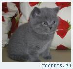 Элитные Британские котята