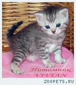 Британские котята вискас из питомника VIVIAN.