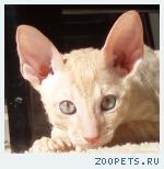 КОРНИШ-РЕКС кудрявые котята
