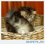персидский котенок-девочка-окрас черепаховый