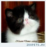 экзотические котята - персы с короткой шубкой
