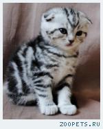 Шотландские вислоухие КОТИКИ