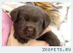 щенки лабрадора шоколадного окраса