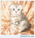 Шотландские мраморные котята