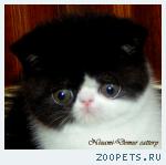 экзотический котенок-девочка-экзот-плюшевый перс