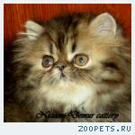 персидский котенок-девочка-окрас черепаховый