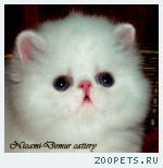 белоснежные персидские котята-девочки