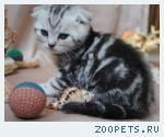 Шотландские вислоухие КОТИКИ