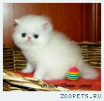 ДЕЙСИ - белоснежная персидская девочка с апельсиновыми глазками