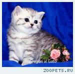 Британские плюшевые серебристые котята