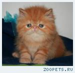 Персидские котята клубные