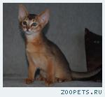 Абиссинские котята